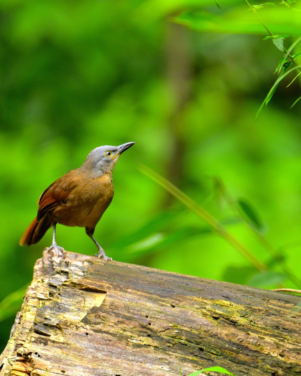 Ashy-headed Laughingthrush - ML646787204
