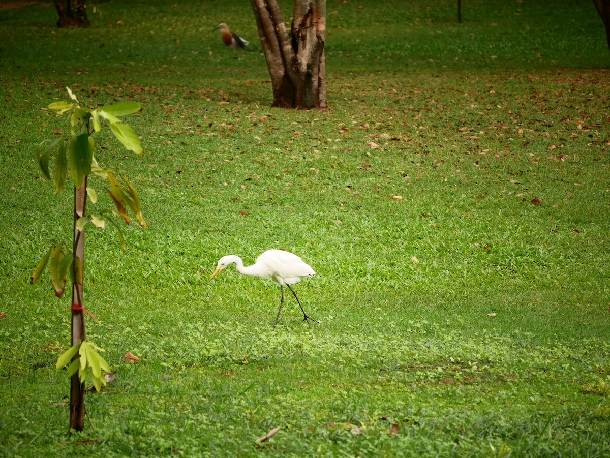 Medium Egret - ML646787210