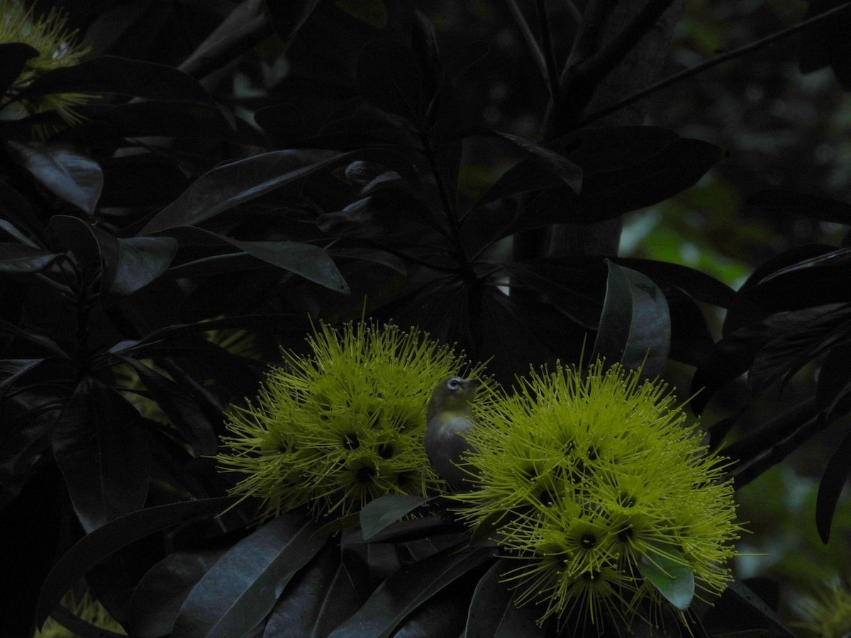 Swinhoe's White-eye - ML646787212