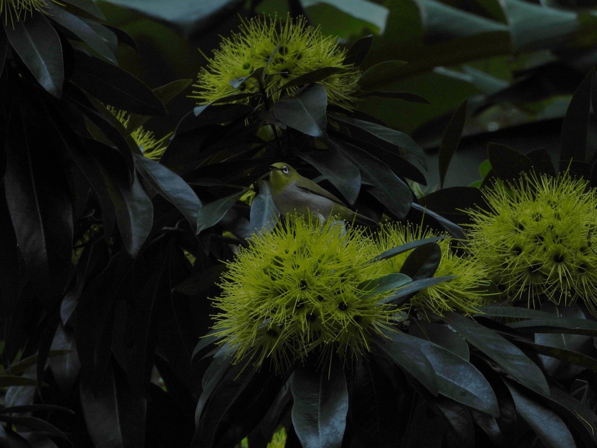 Swinhoe's White-eye - ML646787213