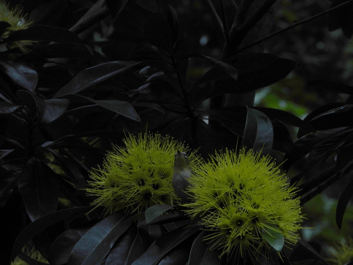 Swinhoe's White-eye - ML646787214
