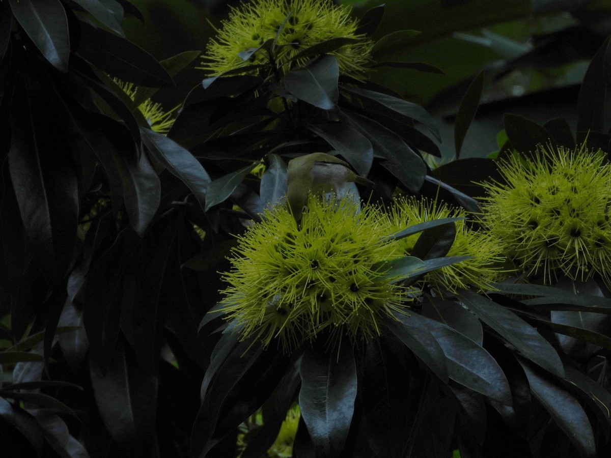 Swinhoe's White-eye - ML646787215