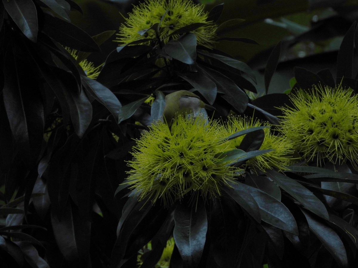 Swinhoe's White-eye - ML646787216