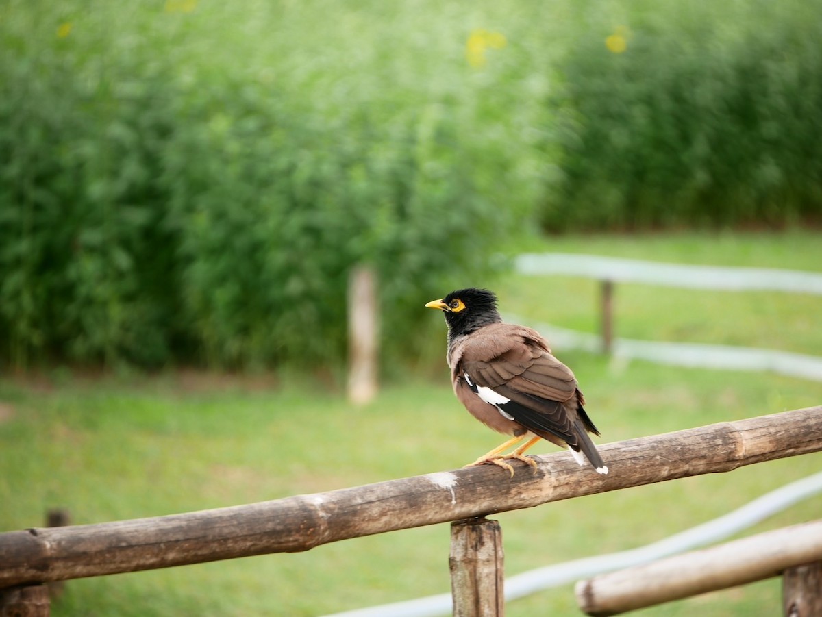 Martin triste - ML646787217