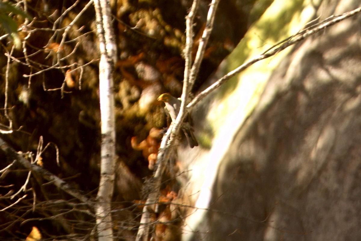 Yellow-rumped Honeyguide - ML646787221