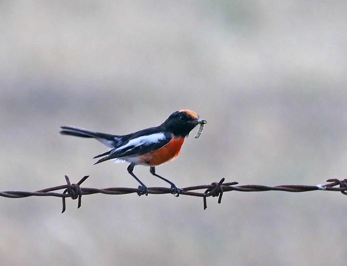 Red-capped Robin - ML646787224