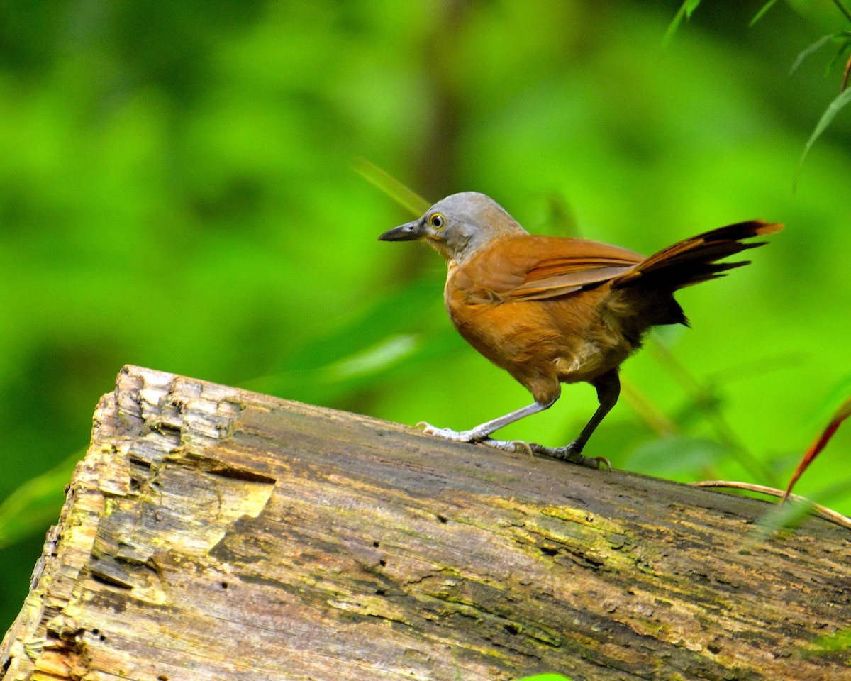 Ashy-headed Laughingthrush - ML646787225
