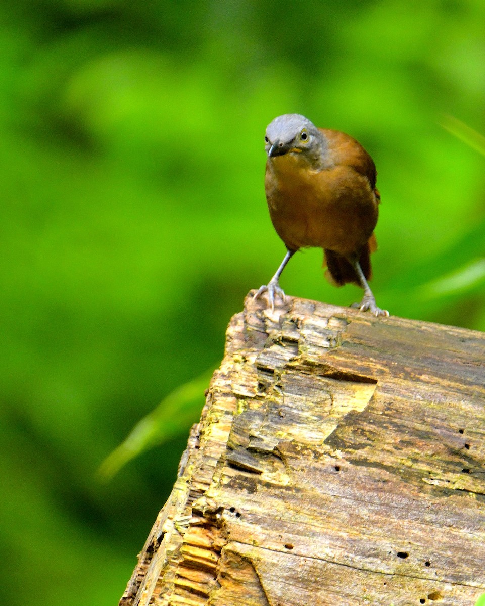 Ashy-headed Laughingthrush - ML646787227