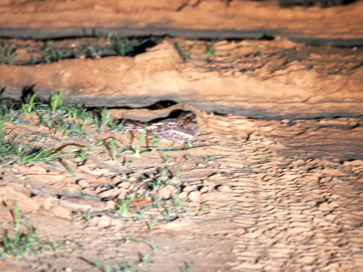 Fiery-necked Nightjar - ML646787231