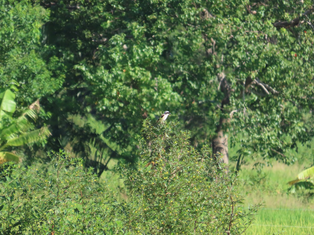 タカサゴモズ - ML646787254