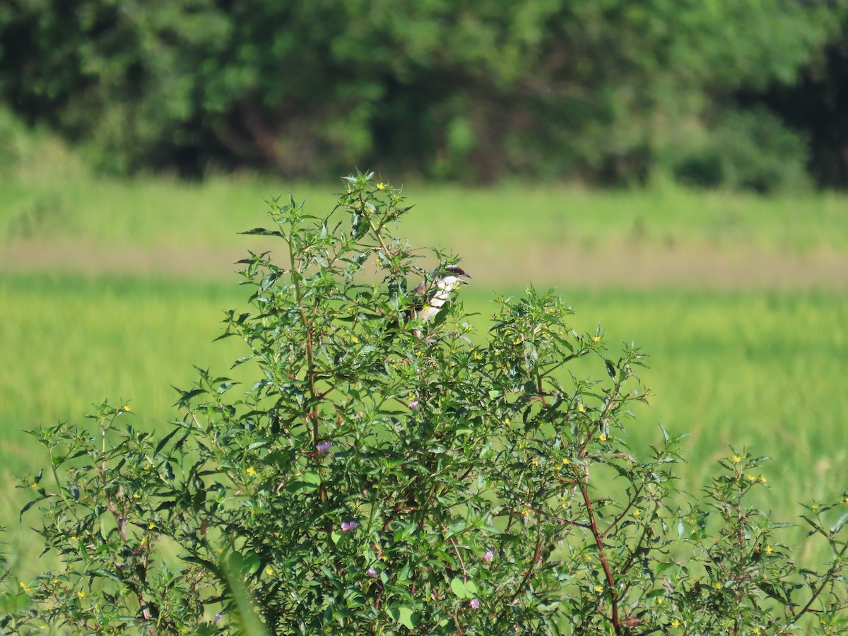 タカサゴモズ - ML646787255