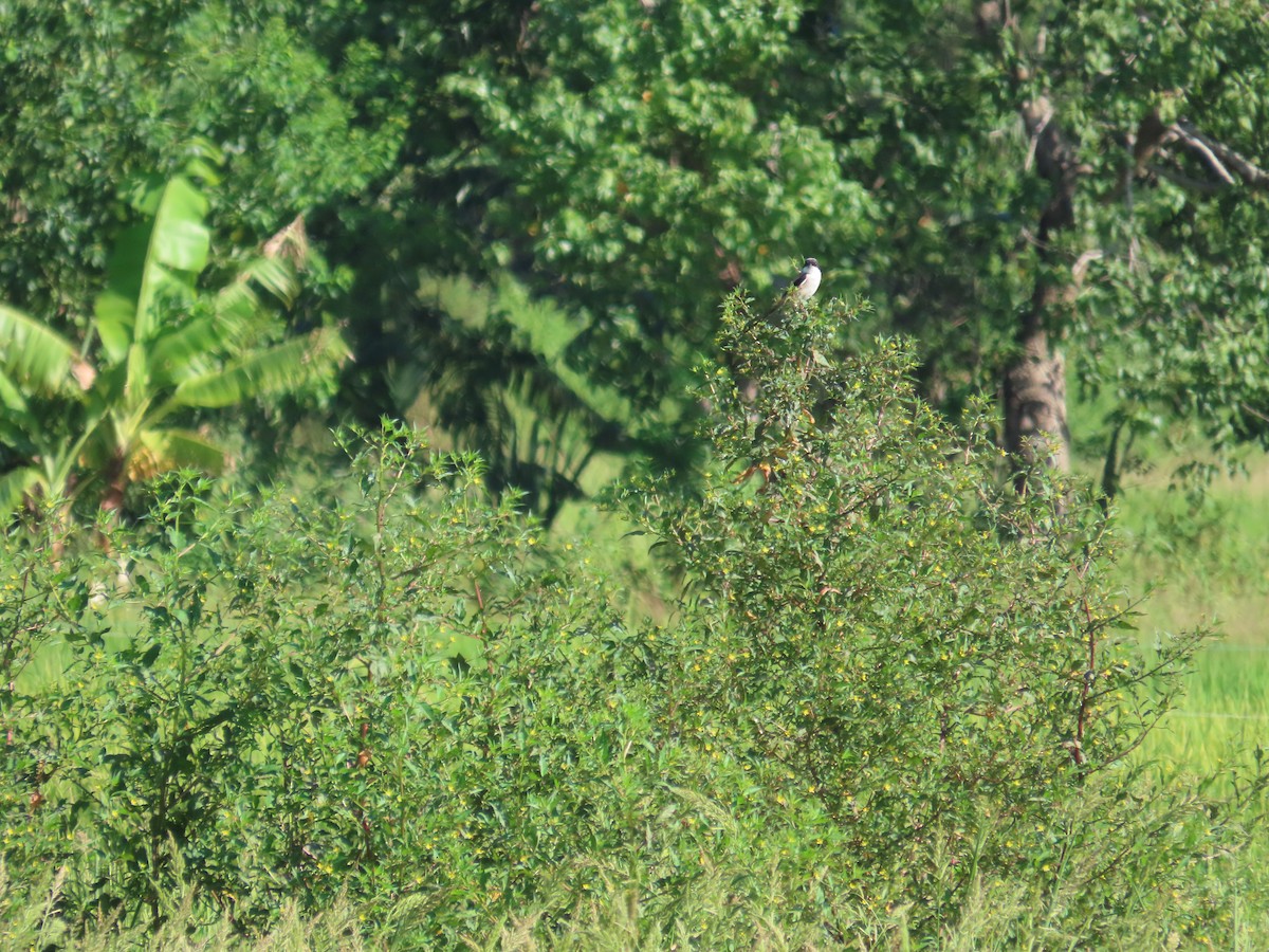 タカサゴモズ - ML646787257