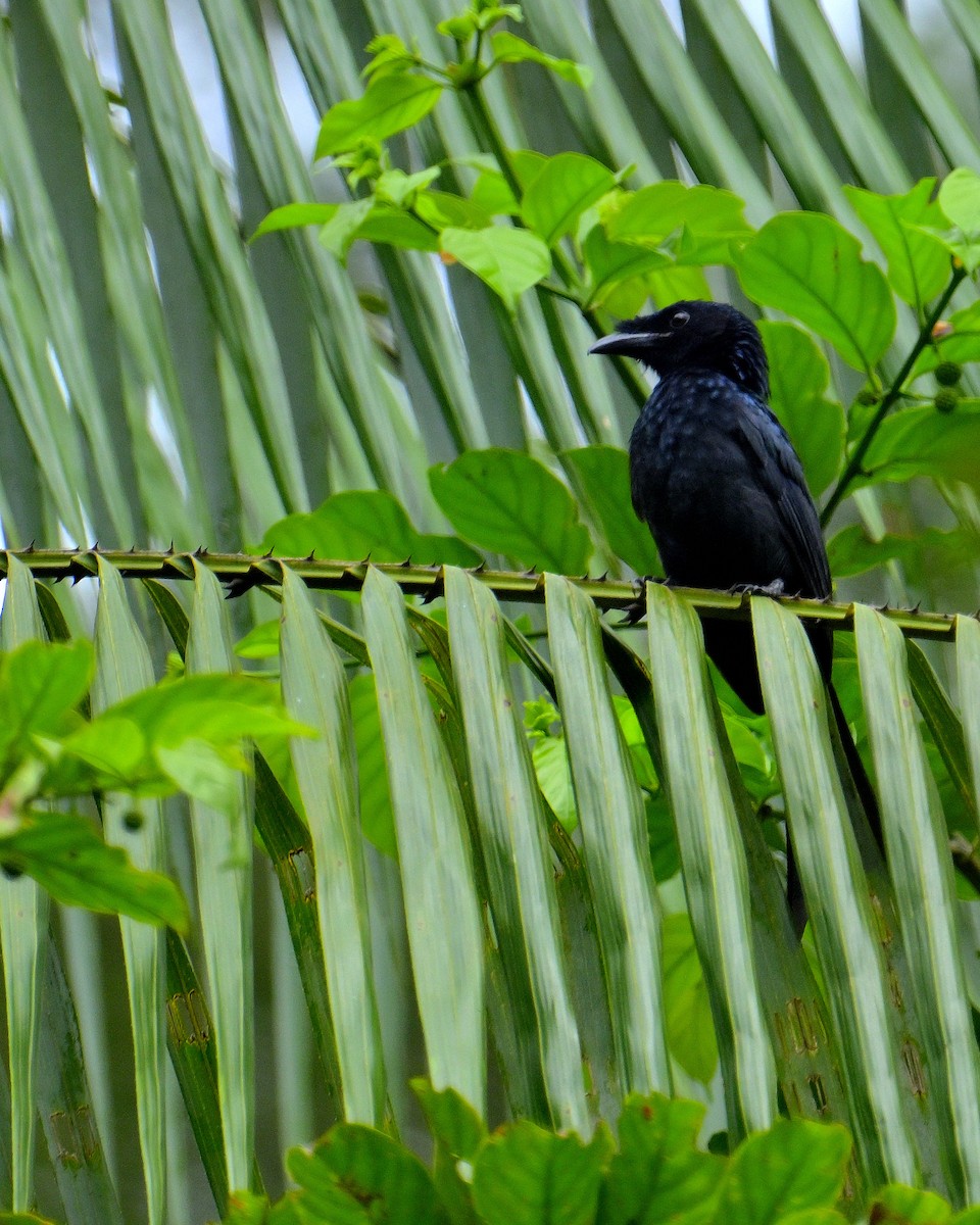 Sri Lanka Drongo - ML646787259