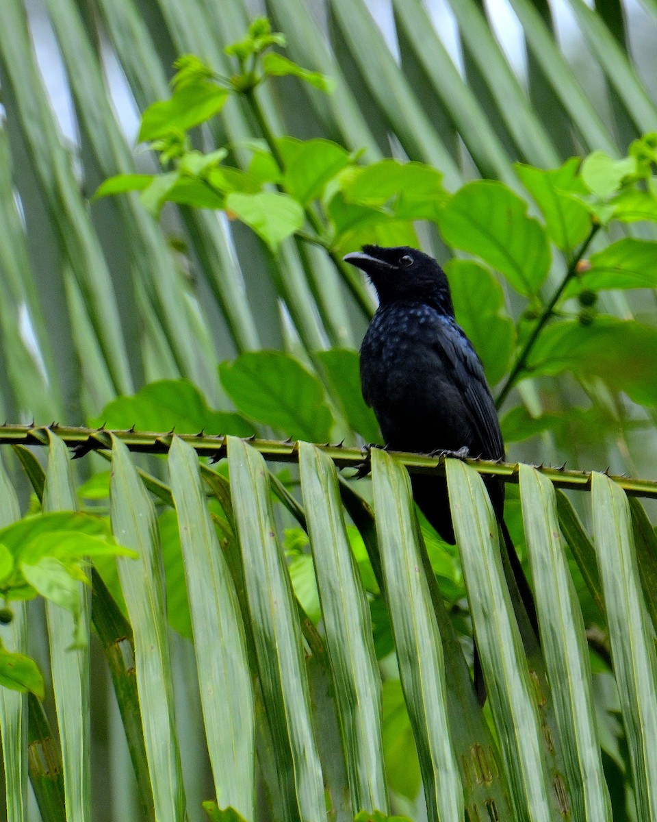 Sri Lanka Drongo - ML646787260