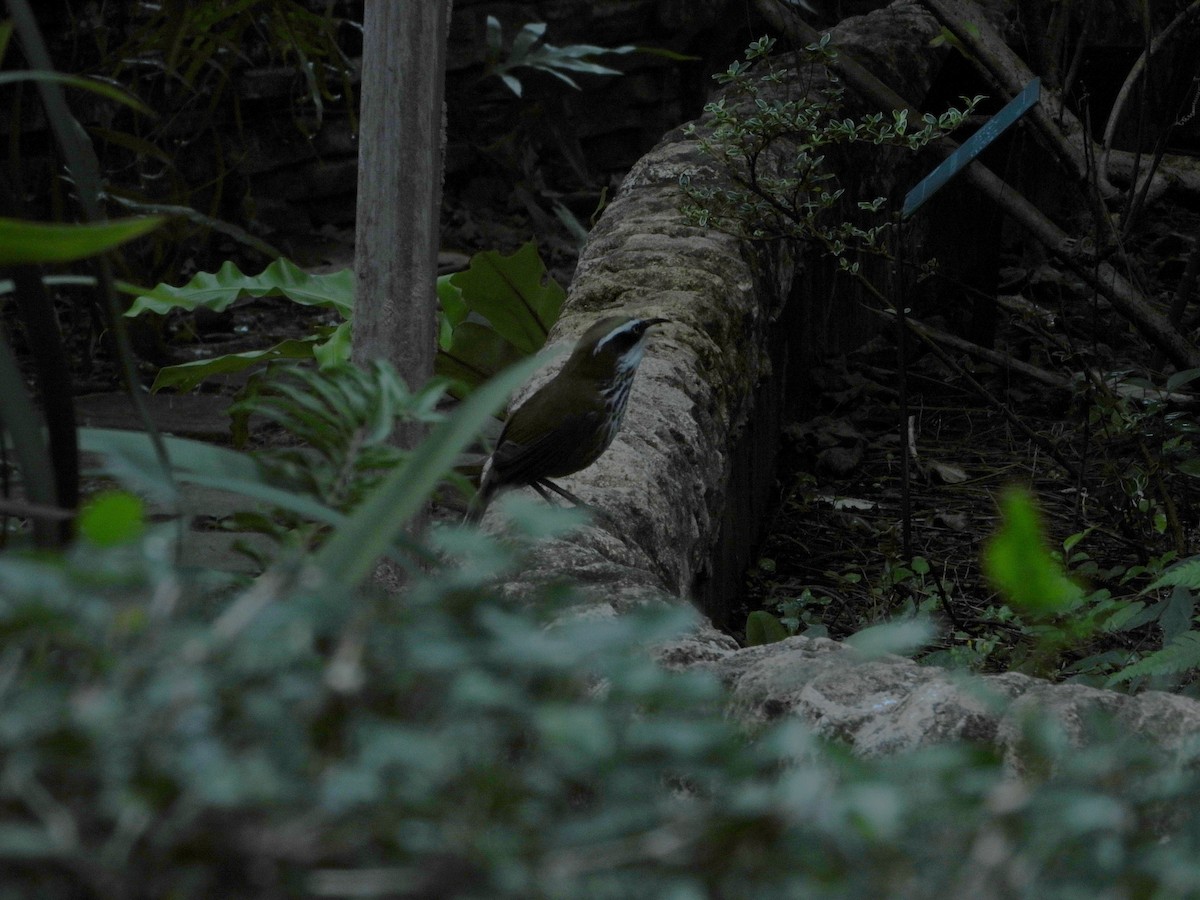 Taiwan Scimitar-Babbler - ML646787277