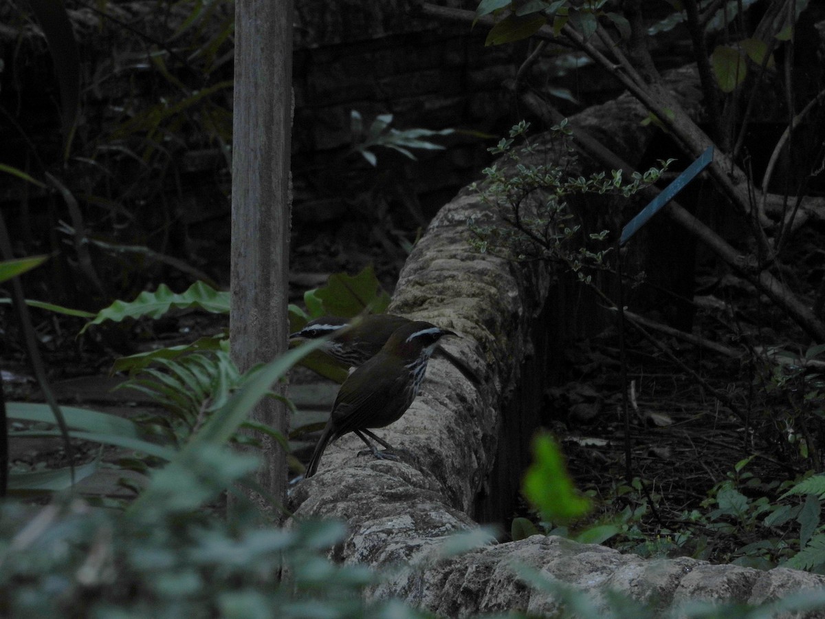 Taiwan Scimitar-Babbler - ML646787278