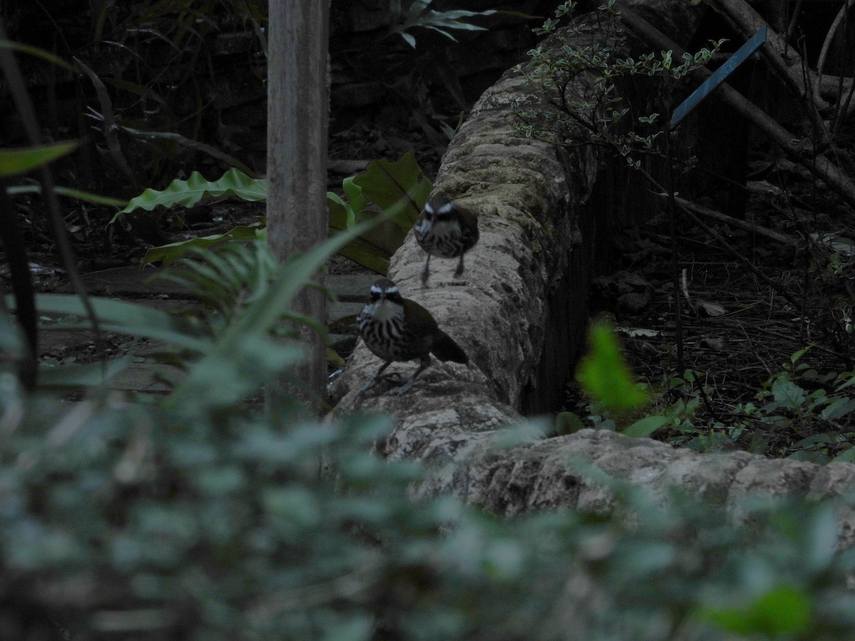 Taiwan Scimitar-Babbler - ML646787279