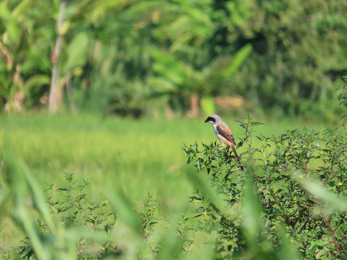 タカサゴモズ - ML646787286
