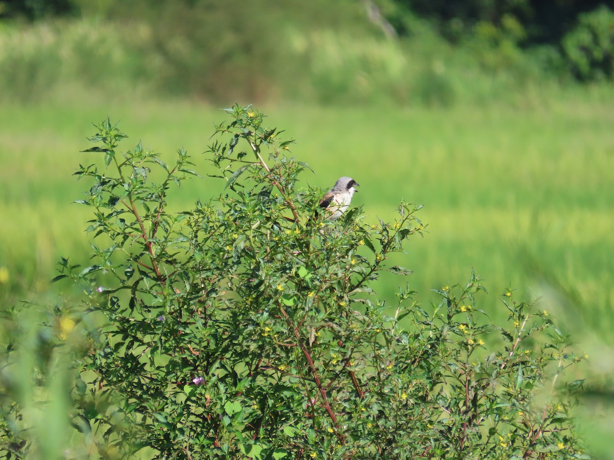 タカサゴモズ - ML646787287