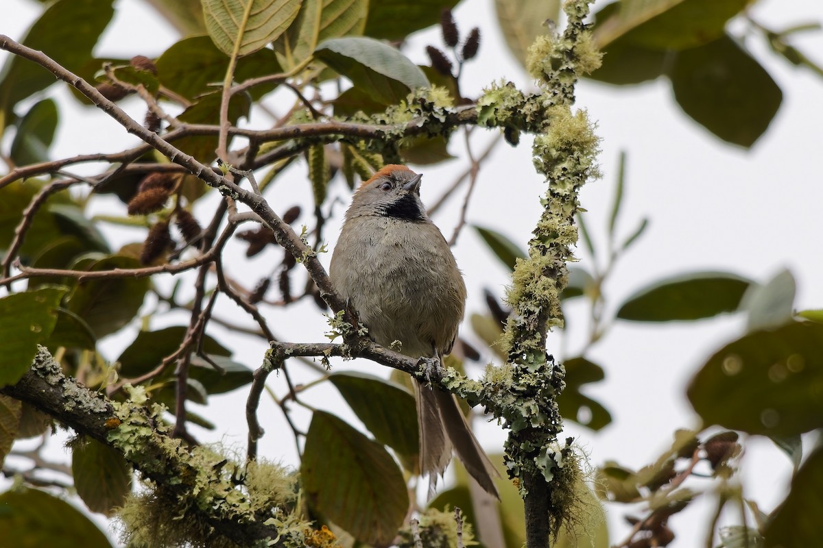 Silvery-throated Spinetail - ML646787288