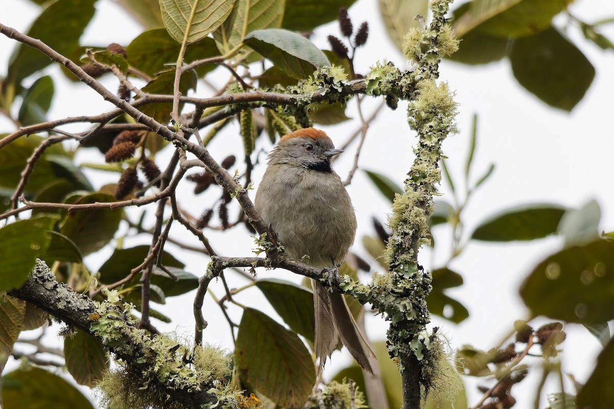 Silvery-throated Spinetail - ML646787289