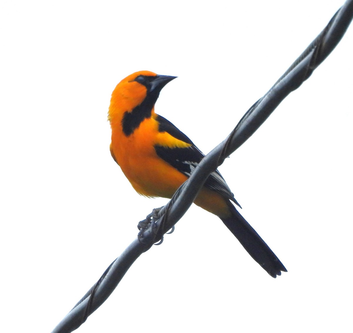 Altamira Oriole - ML646787290