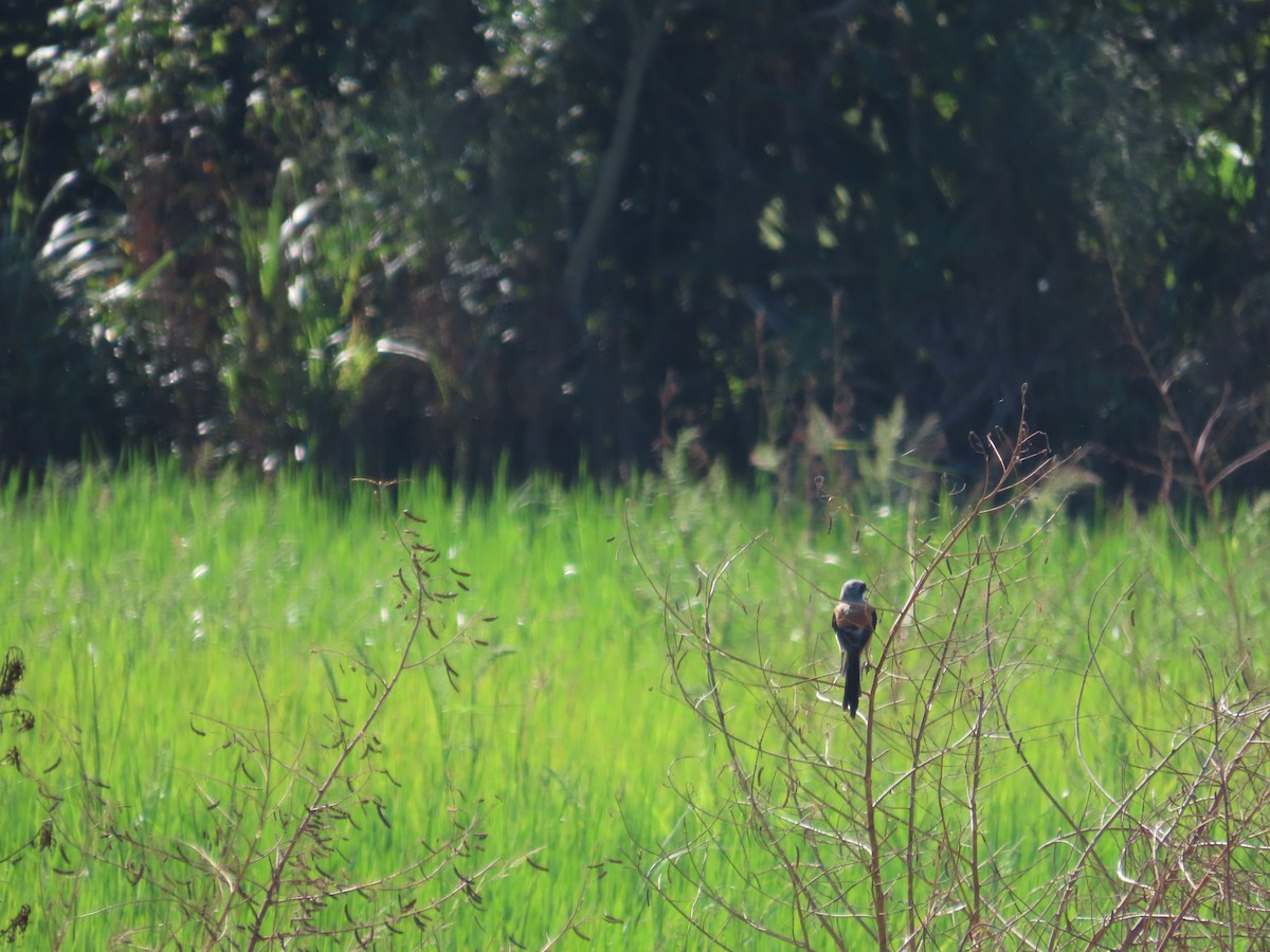 タカサゴモズ - ML646787291