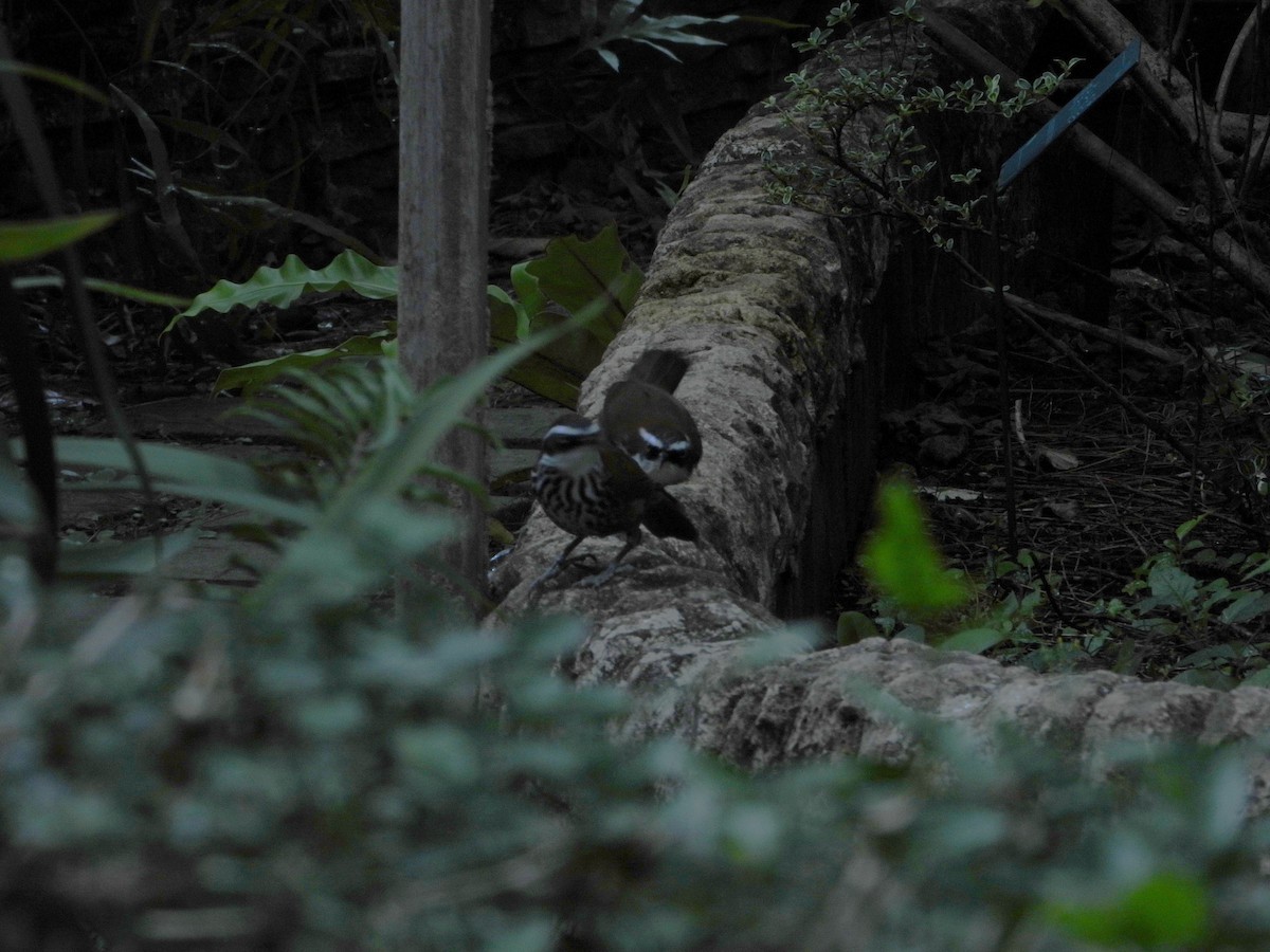 Taiwan Scimitar-Babbler - ML646787293