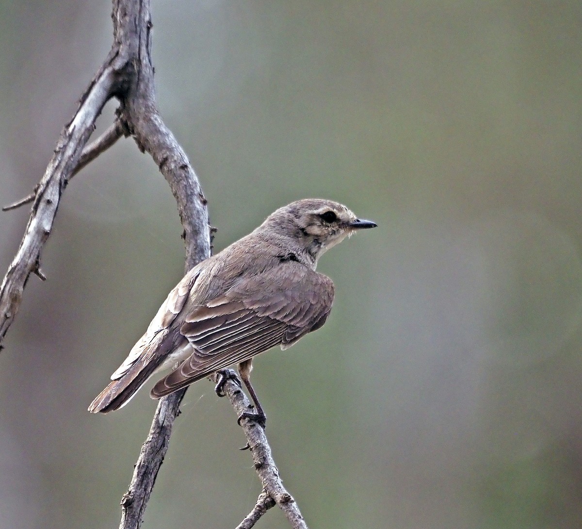 Avustalya Şakıcı Sinekkapanı - ML646787294