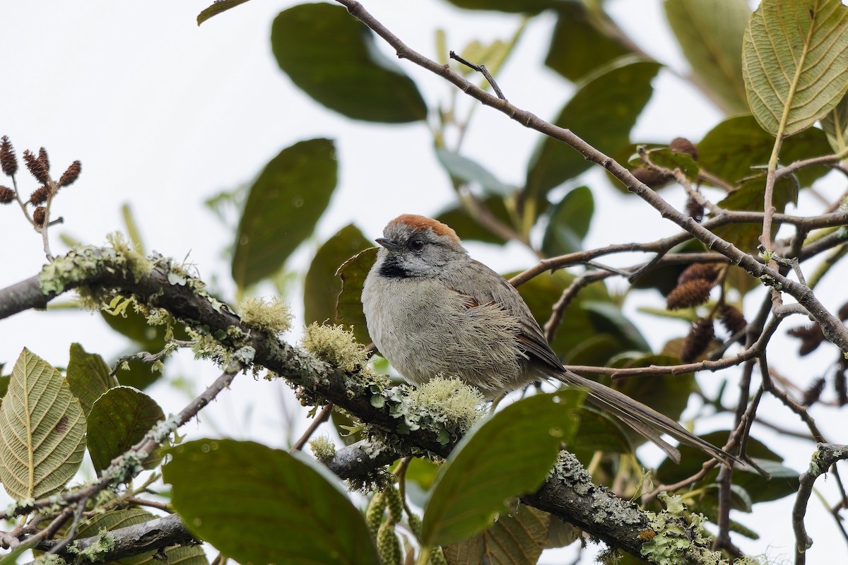 Silvery-throated Spinetail - ML646787296