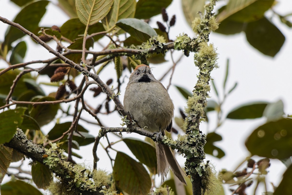 Silvery-throated Spinetail - ML646787297