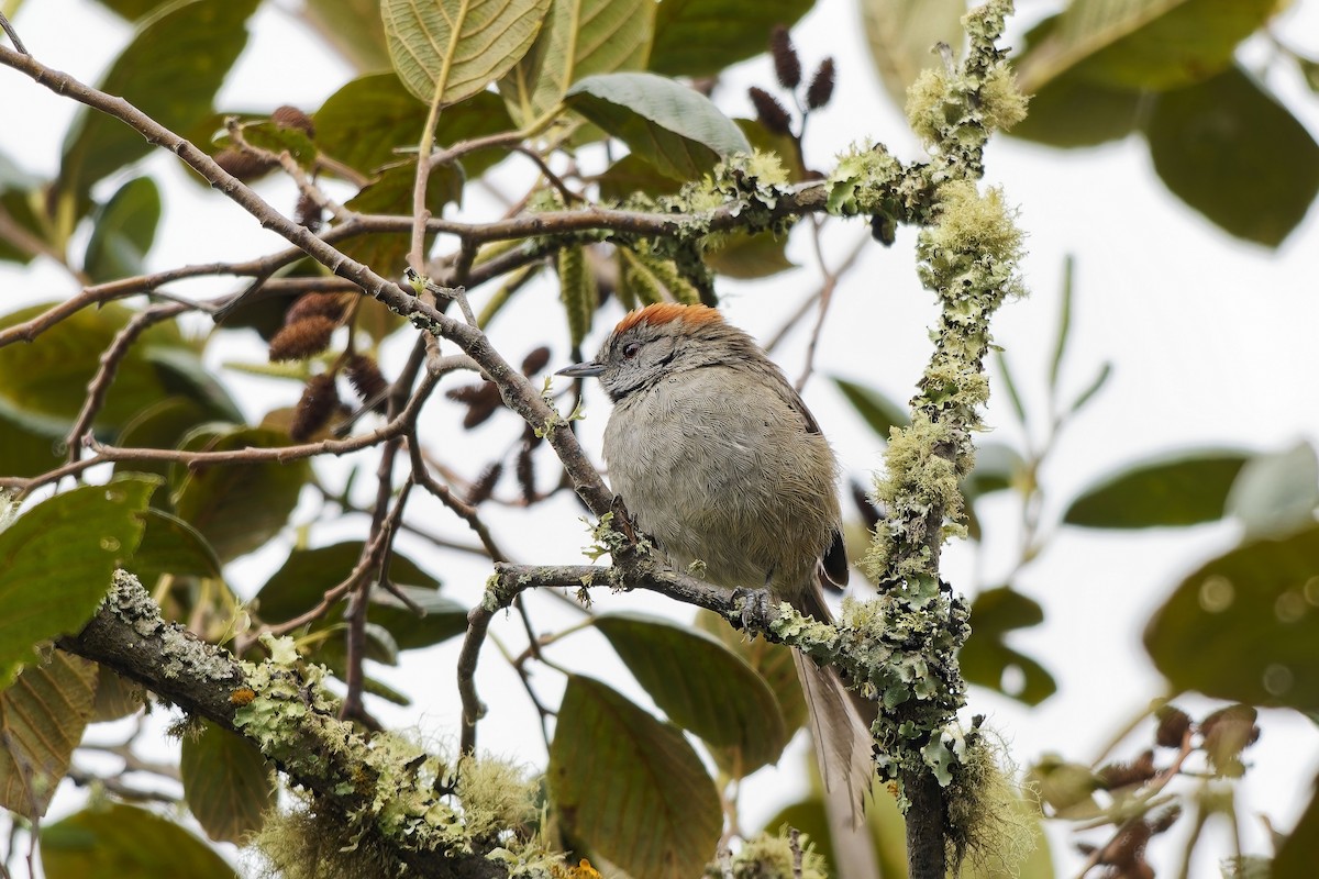 Silvery-throated Spinetail - ML646787298