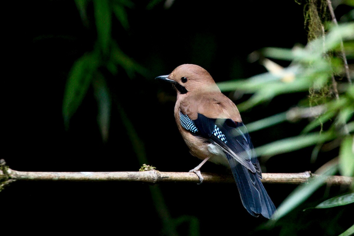 Eurasian Jay - ML646787299
