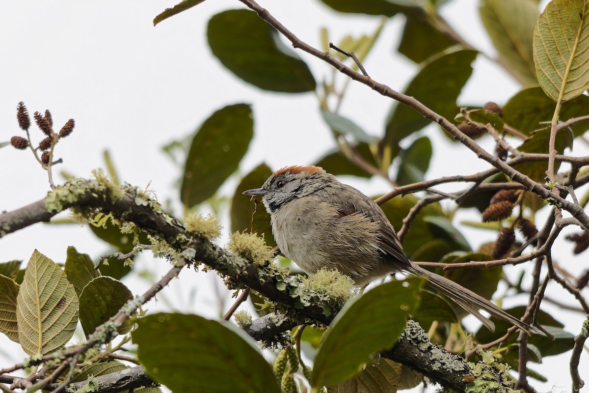 Silvery-throated Spinetail - ML646787300
