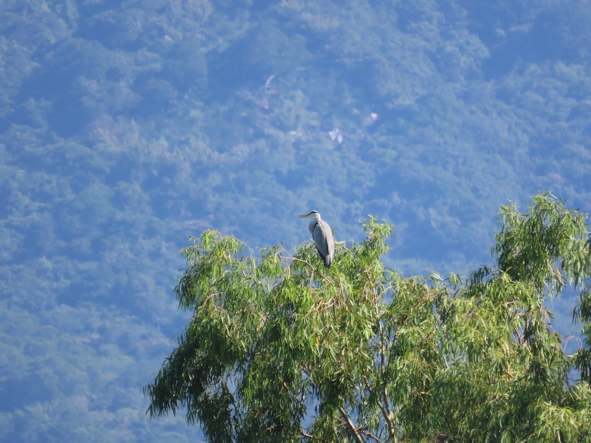 アオサギ - ML646787301