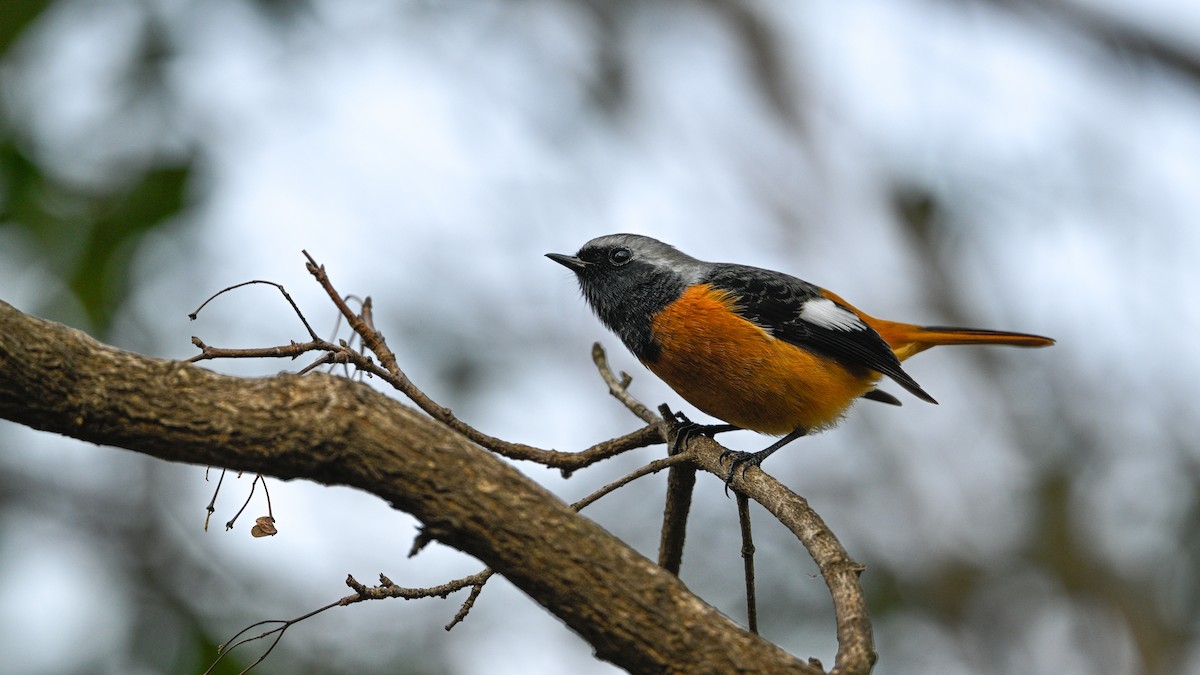 Daurian Redstart - ML646787302