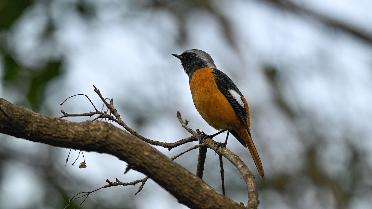 Daurian Redstart - ML646787303