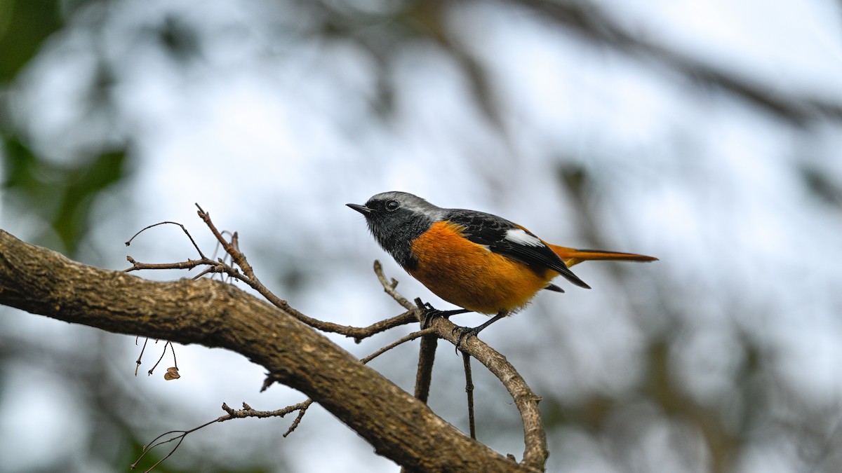 Daurian Redstart - ML646787304