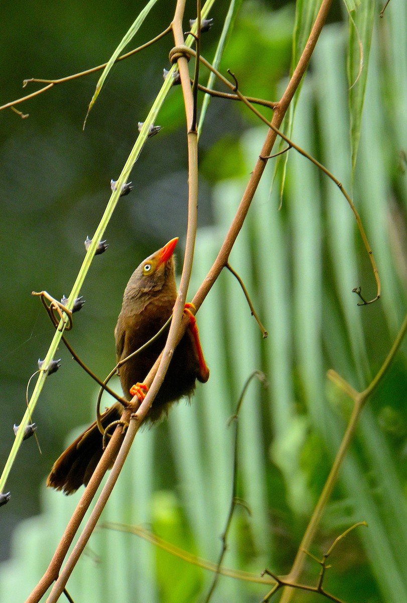 Orange-billed Babbler - ML646787305