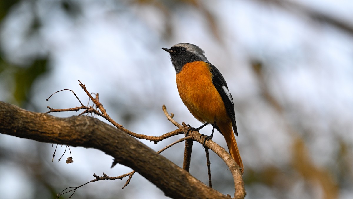 Daurian Redstart - ML646787306