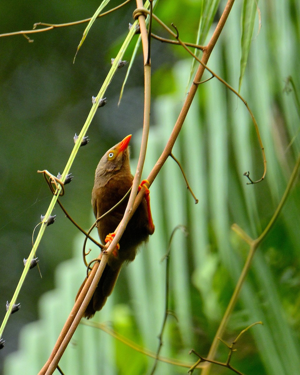 Orange-billed Babbler - ML646787307