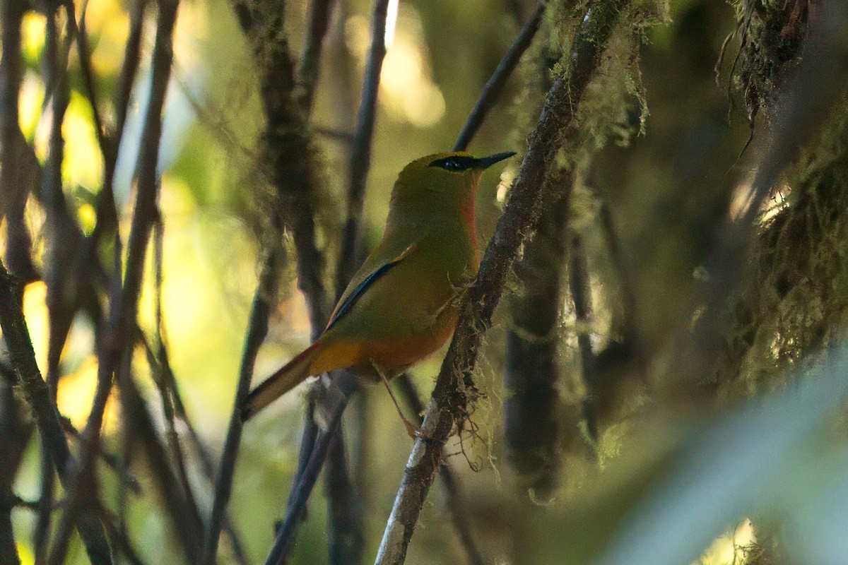 Fire-tailed Myzornis - ML646787308