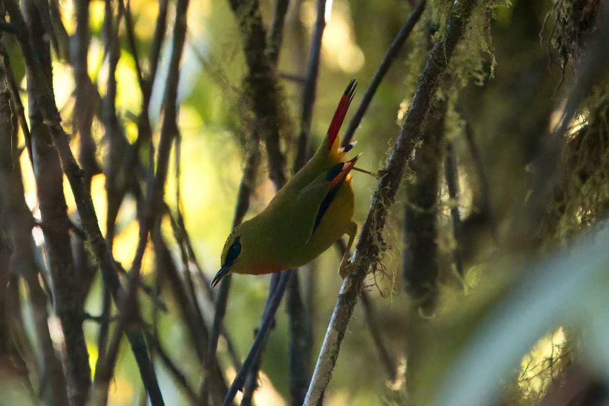 Fire-tailed Myzornis - ML646787309