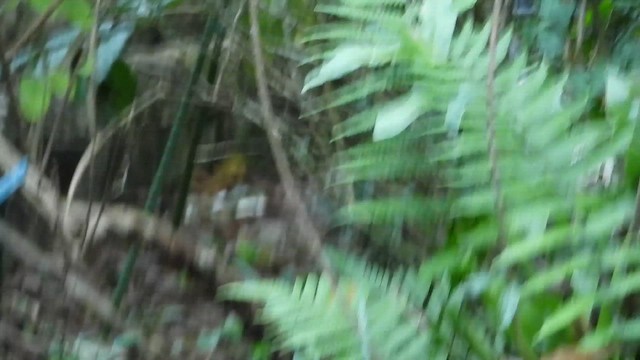 Taiwan Scimitar-Babbler - ML646787310