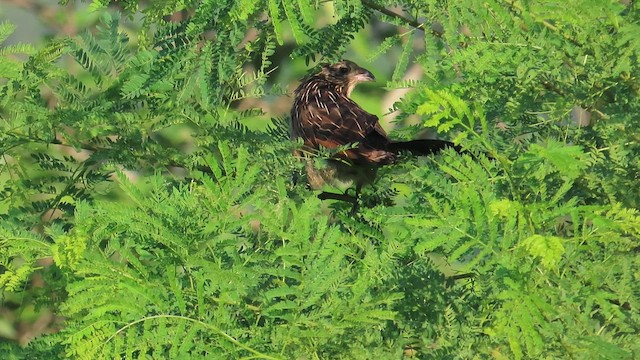 Lesser Coucal - ML646787314