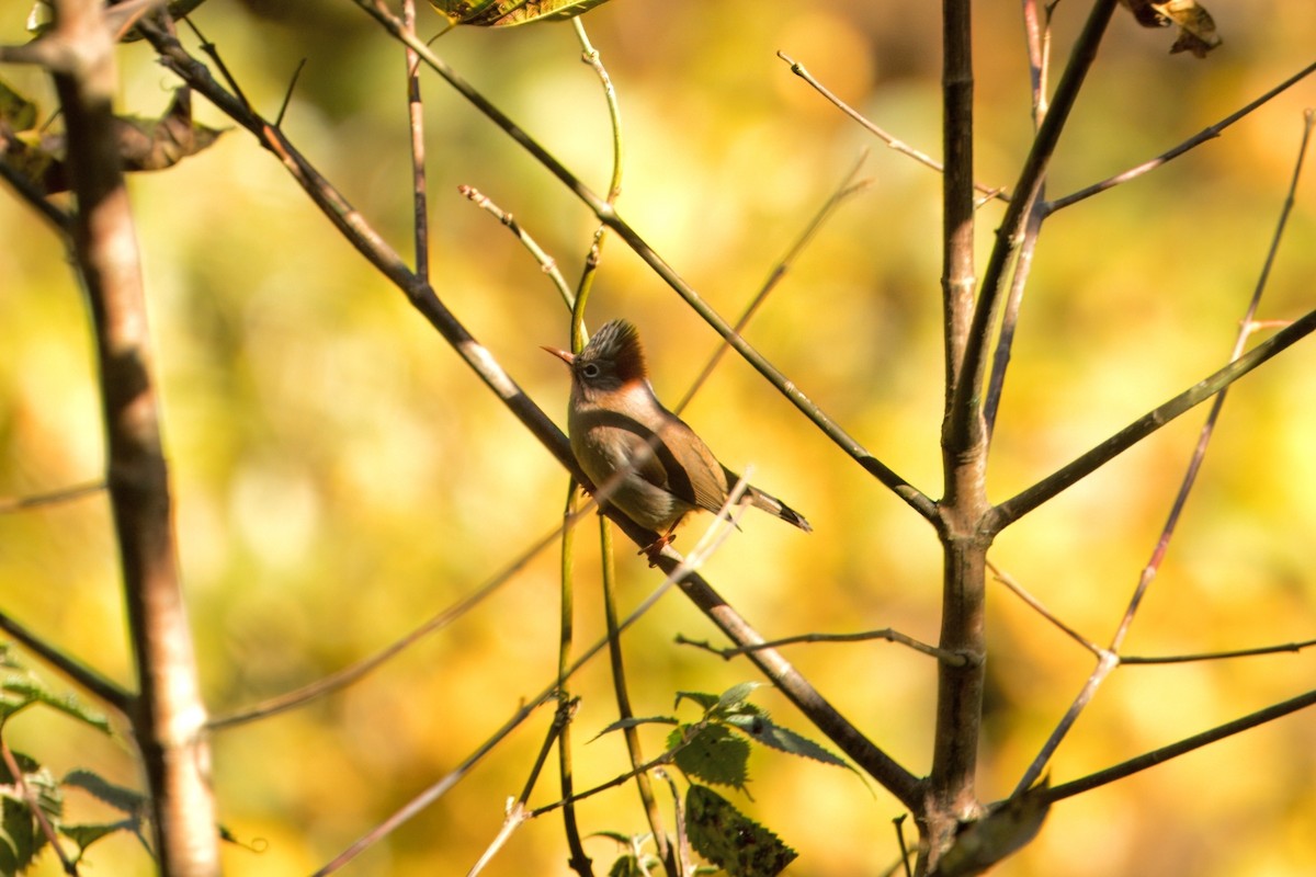 Rufous-vented Yuhina - ML646787315