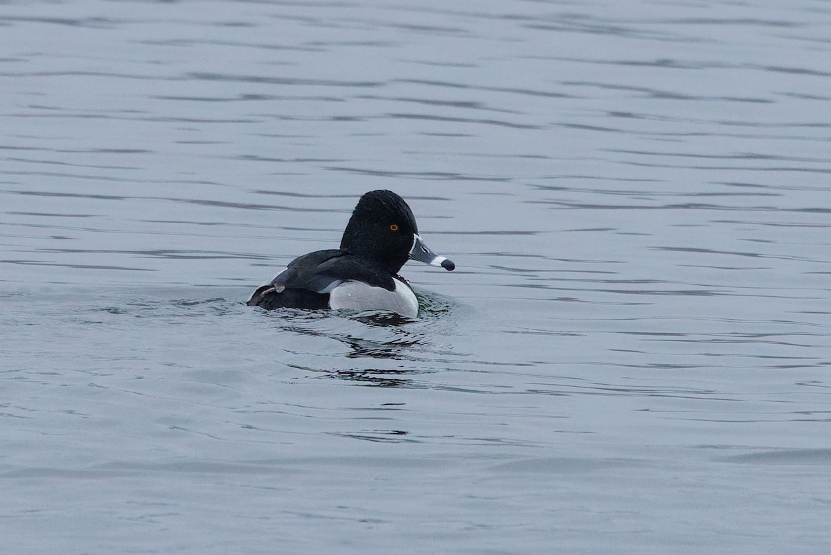 Ring-necked Duck - ML646787320