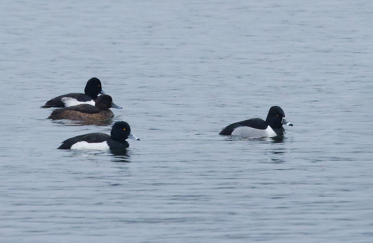 Ring-necked Duck - ML646787321