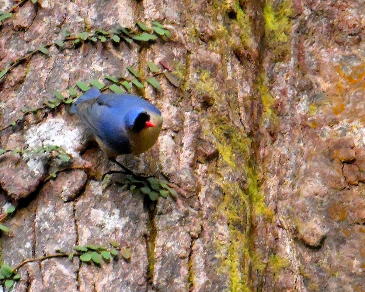 Velvet-fronted Nuthatch - ML646787322