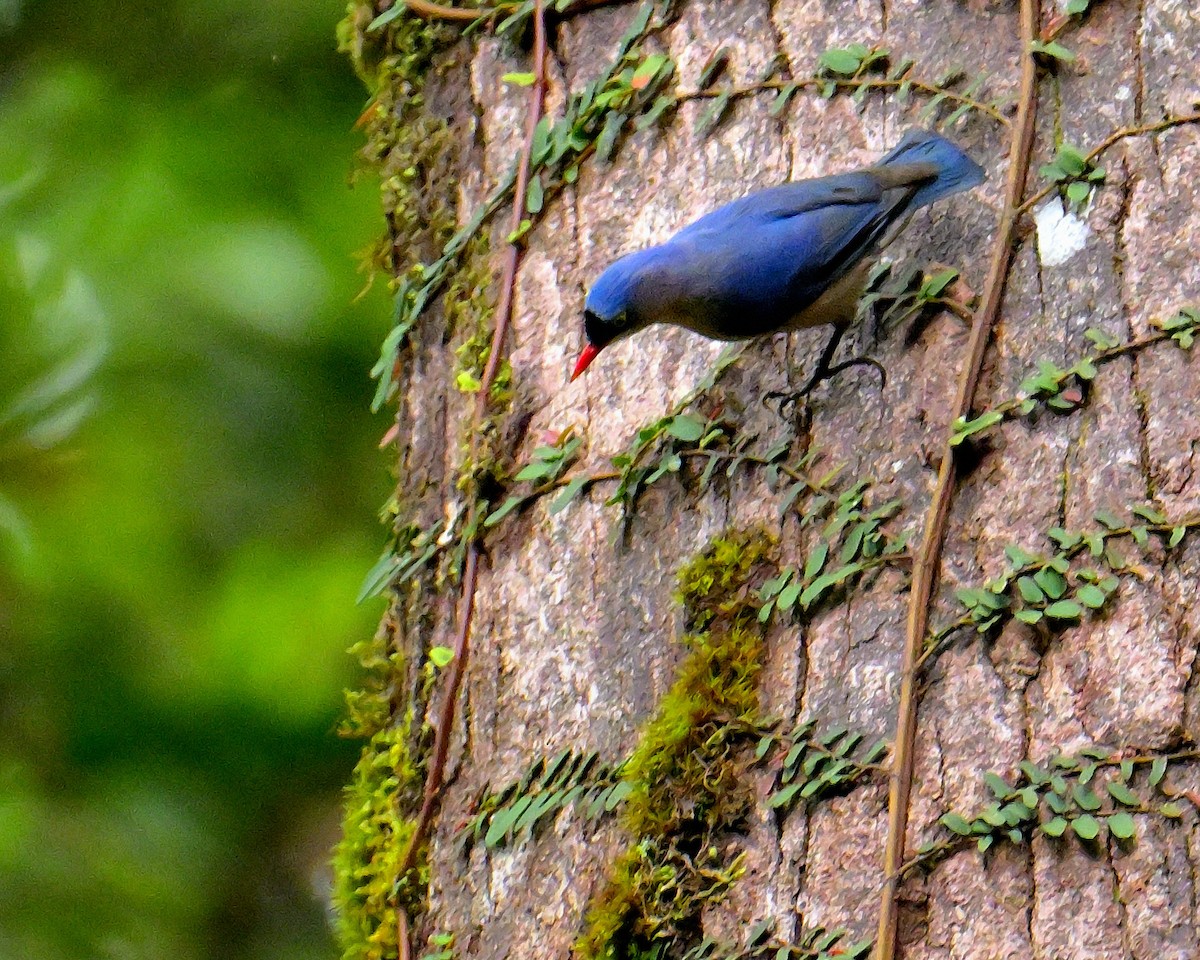 Velvet-fronted Nuthatch - ML646787323